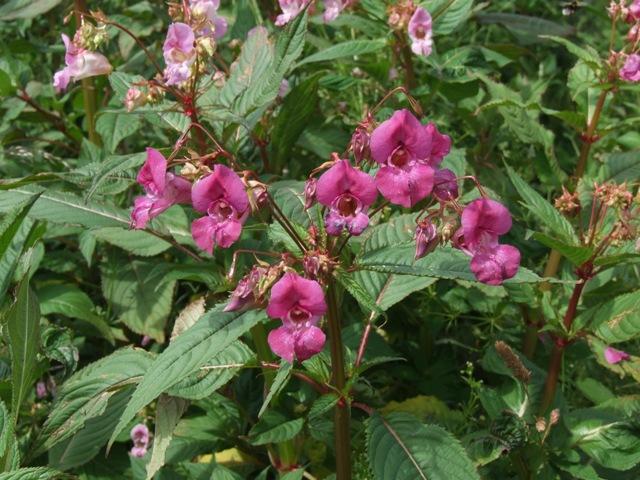 Himalayan balsam in flower.