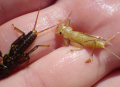 Stoneflies-A1100x800