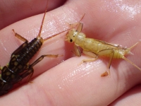 Stoneflies-A1100x800
